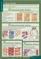 Комплект таблиц "Биология 8-9 класс Человек" (12 шт.)